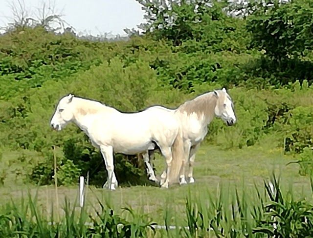 Camargue