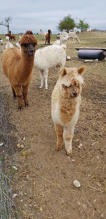Les Poils D Assenay