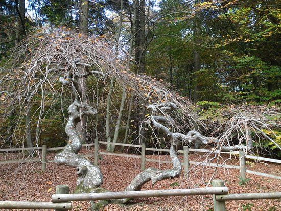 Forêt Domaniale de Verzy